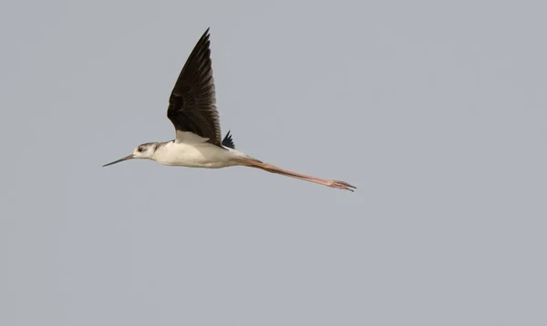 Gros Plan Échasses Ailes Noires Himantopus Himantopus Volant Dans Ciel — Photo