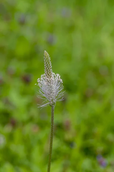 Disparo Vertical Una Flor Silvestre Hierba Campo Bajo Luz Del — Foto de Stock