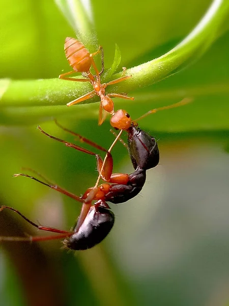 Vertical Macro Shot Ants Green Plant Sunlight — Stock Photo, Image