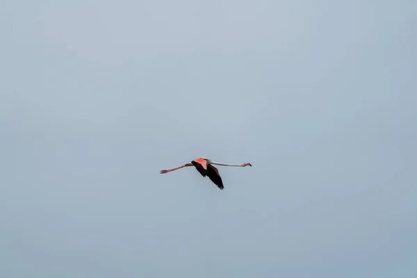 Närbild Större Flamingo Phoenicopterus Roseus Flyger Tillsammans Himlen — Stockfoto