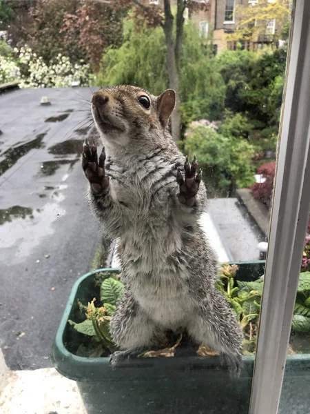 Flipped Vertical Shot Cute Squirrel Leaning Window — Stock Photo, Image