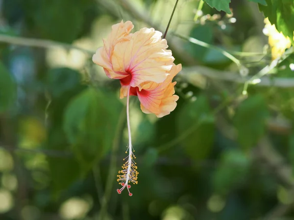 Selektywne Ujęcie Ostrości Kwiatu Hibiskusa — Zdjęcie stockowe