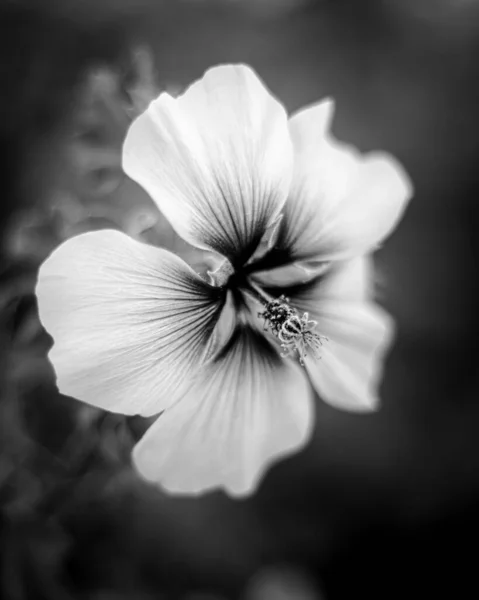 Tiro Escala Grises Una Flor Floreciente — Foto de Stock