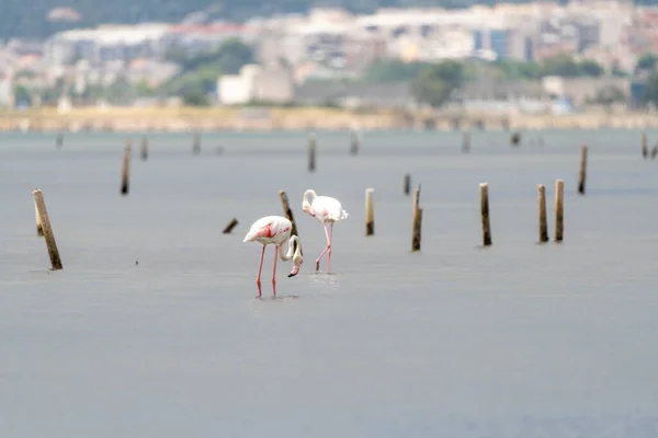 Een Close Shot Van Twee Grote Flamingo Phoenicopterus Roseus Die — Stockfoto