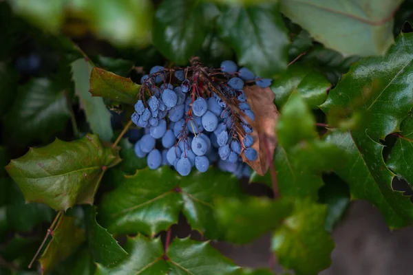 Bahçesinde Meyveler Olan Oregon Üzüm Bitkisi — Stok fotoğraf