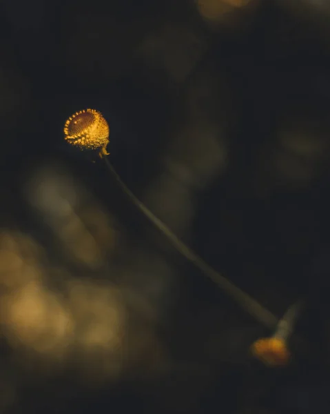 Een Selectieve Focus Shot Van Een Bloeiende Wilde Bloem — Stockfoto