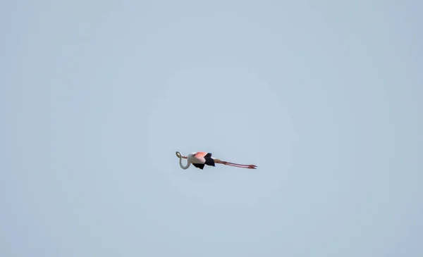 Tiro Close Flamingo Maior Phoenicopterus Roseus Voando Céu Enquanto Esticava — Fotografia de Stock