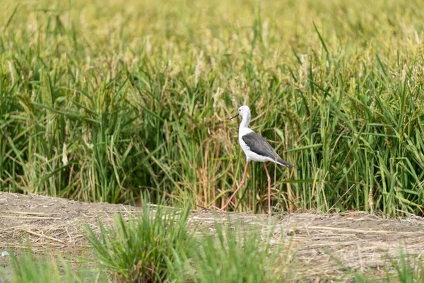 Gros Plan Échasses Ailes Noires Himantopus Himantopus Marchant Dans Les — Photo