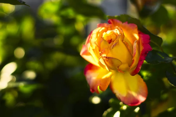 Tiro Foco Raso Chá Híbrido Vermelho Amarelo Aumentou Crescendo Jardim — Fotografia de Stock