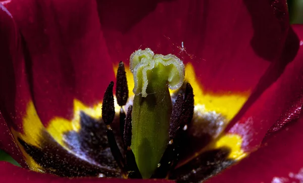 Eine Nahaufnahme Der Staubblätter Einer Roten Tulpe Unter Den Lichtern — Stockfoto