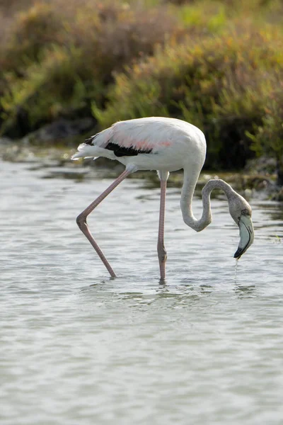 Närbild Bild Större Flamingo Phoenicopterus Roseus Promenader Sjön — Stockfoto