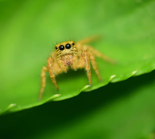 Tiro Seletivo Foco Uma Aranha Uma Folha Verde Fresca — Fotografia de Stock