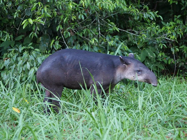 Grand Tapir Dans Champ — Photo