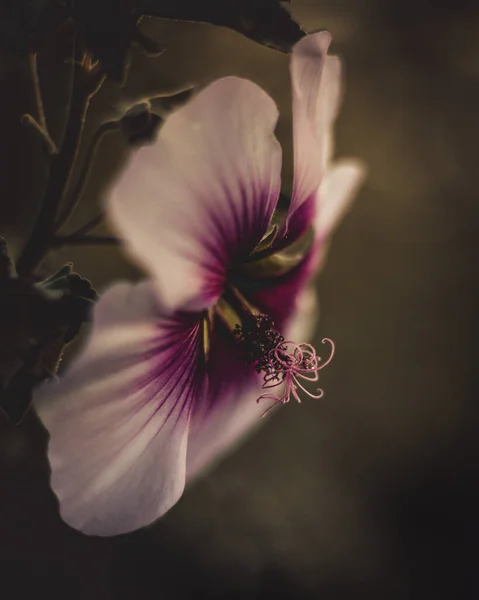 紫芙蓉花开花结果的选择焦点拍摄 — 图库照片