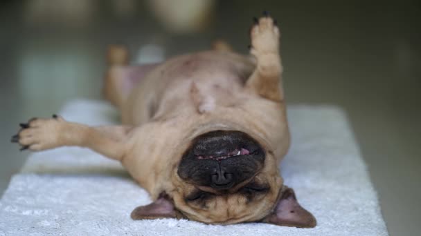 床に寝そべってる犬 — ストック動画