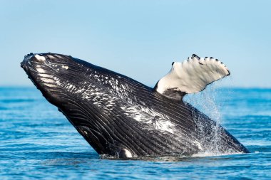 the humpback whale breach, Megaptera novaeangliae, Strait of Georgia, Vancouver Island, BC Canada clipart