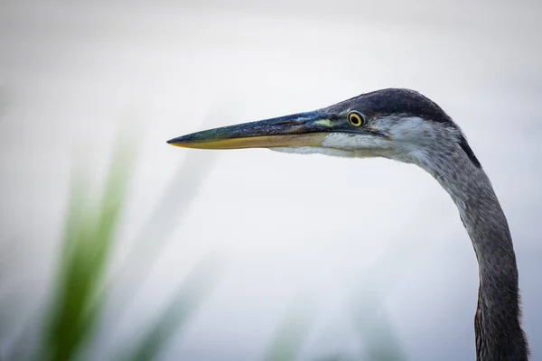 Close Uma Garça Com Fundo Borrado — Fotografia de Stock