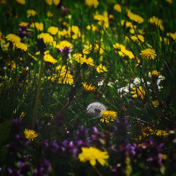 Ein Blick Auf Gelbe Blumen Auf Dem Feld — Stockfoto