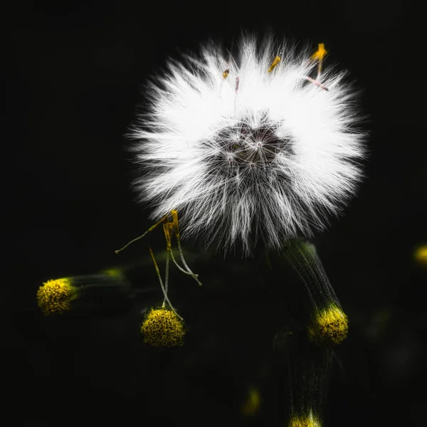 Sebuah Gambar Close Dari Sebuah Dandelion Yang Indah — Stok Foto