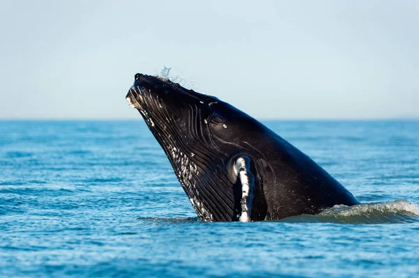 Humpback Whale Breach Megaptera Novaeangliae Strait Georgia Vancouver Island Canada — Stock Photo, Image