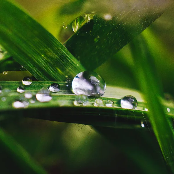 葉の上に水が落ちる景色 — ストック写真