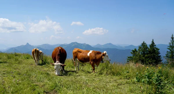 Zelené Pole Pasoucími Krávami Pozadí Hor Pod Zataženou Oblohou — Stock fotografie