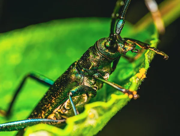 Una Macro Toma Escarabajo Verde Una Hoja — Foto de Stock