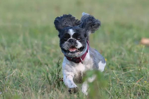 Adorable Shih Tzu Asian Toy Dog Running Field — Stock Photo, Image