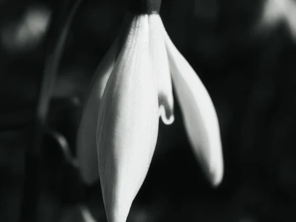 Крупный План Красивого Цветка Серой Гамме — стоковое фото