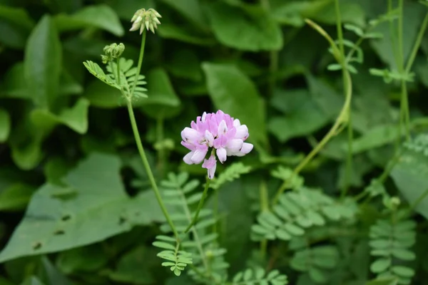 Фіолетовий Кронветок Вирощений Саду — стокове фото