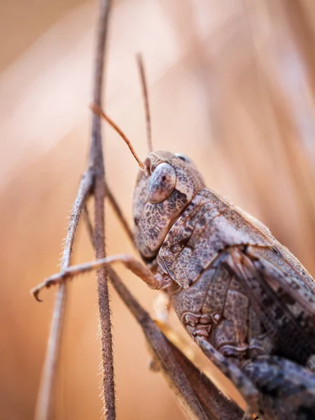 Vertical Shot Grasshopper Branches Field Blurry Background — Stock Photo, Image