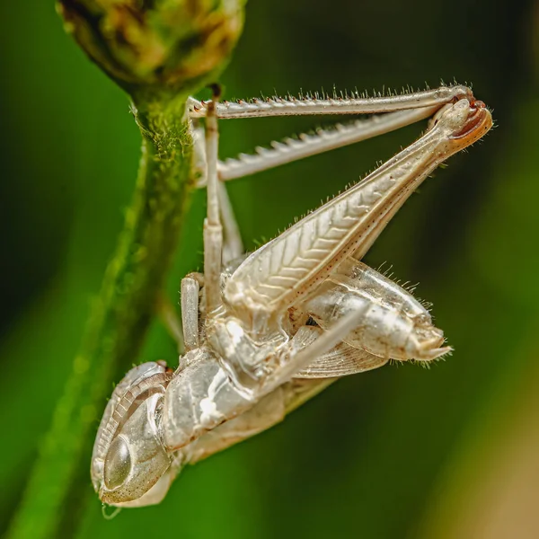 Een Macro Shot Van Een Whit Sprinkhaan Een Stengel — Stockfoto