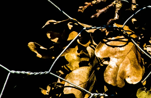 Detailní Záběr Sušícího Listí Větvích Ploty Drátěného Pletiva Pod Slunečním — Stock fotografie