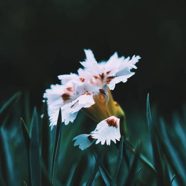 Pohled Krásné Květiny Kvetoucí Zahradě — Stock fotografie