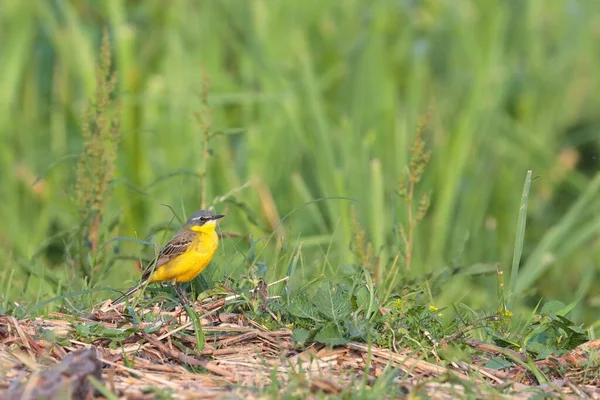 Closeup Shot Western Yellow Wagtail Small Passerine Bird Grassland — Stock Photo, Image