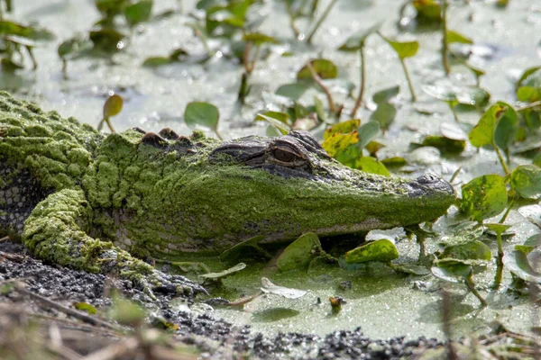 Een Close Shot Van Krokodillen Camouflage Het Wateroppervlak — Stockfoto