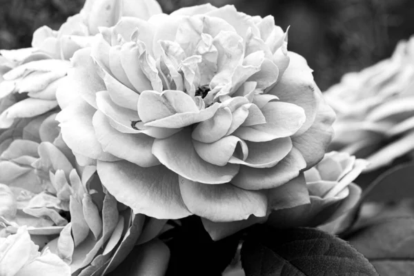 Черно Белый Кадр Роз — стоковое фото