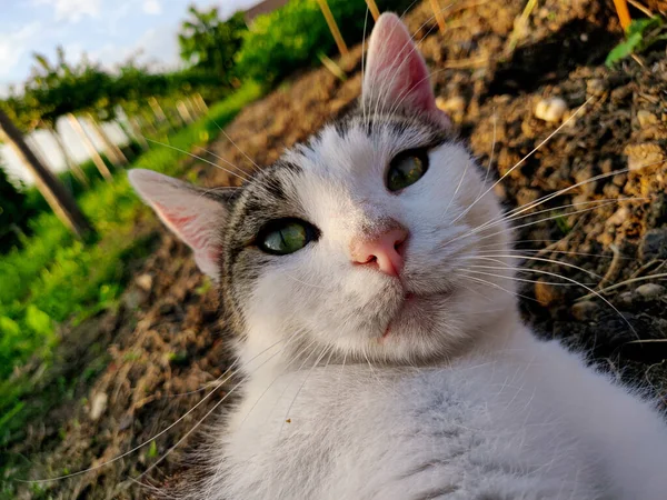 Tiro Close Gato Bonito Deitado Jardim — Fotografia de Stock