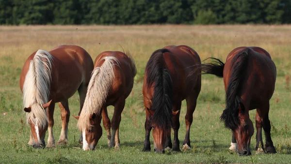 Cztery Piękne Konie Jedzące Trawę Pastwisku — Zdjęcie stockowe