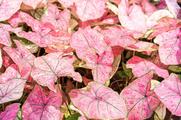 Eine Nahaufnahme Schöner Rosafarbener Caladiumpflanzen Töpfen — Stockfoto