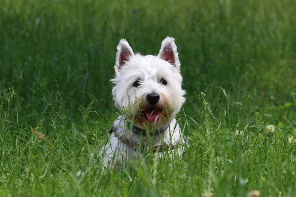 Een Portret Van Een West Highland White Terrier Het Veld — Stockfoto