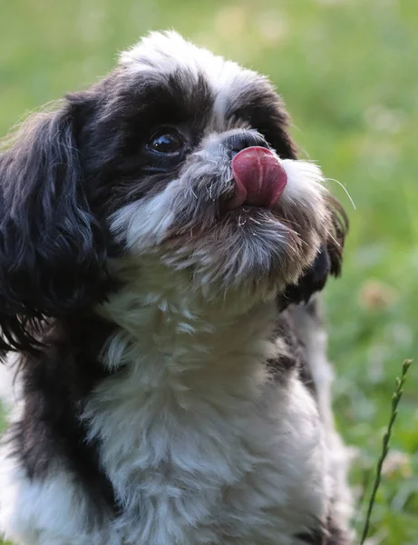 Retrato Cão Brinquedo Asiático Shih Tzu Engraçado — Fotografia de Stock