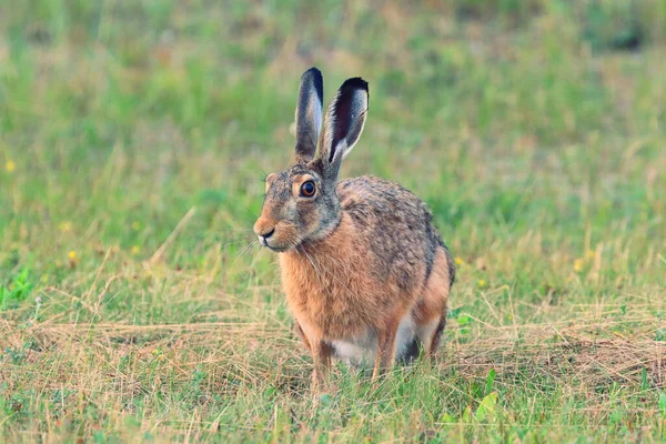森の中のヨーロッパのウサギ — ストック写真