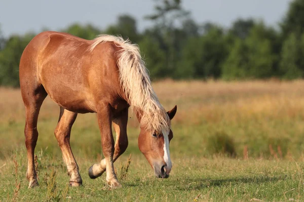 草地上的一匹优雅的棕色马 — 图库照片