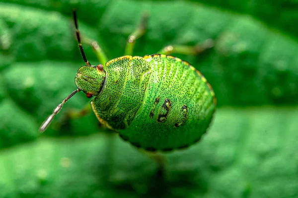 Una Macro Toma Escarabajo Verde Sobre Una Hoja Verde —  Fotos de Stock