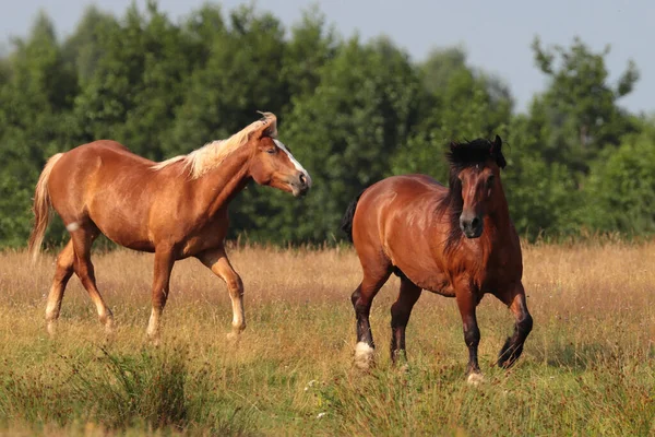 Eine Ruhige Landschaft Mit Zwei Anmutigen Pferden Auf Dem Feld — Stockfoto