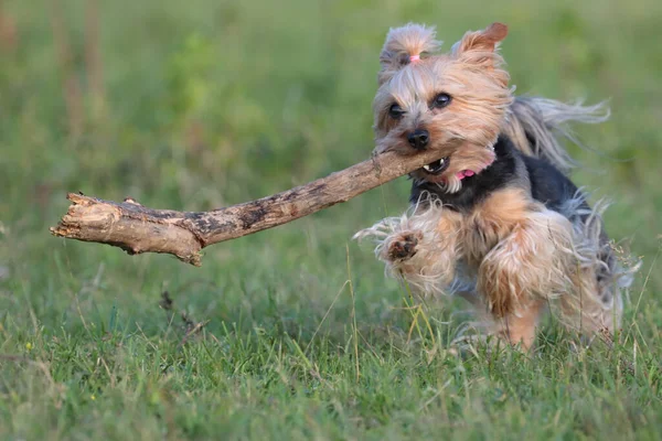 Adorable Australian Terrier Bermain Dengan Tongkat Halaman — Stok Foto