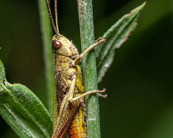 Macro Shot Green Grasshopper Stem — Stock Photo, Image