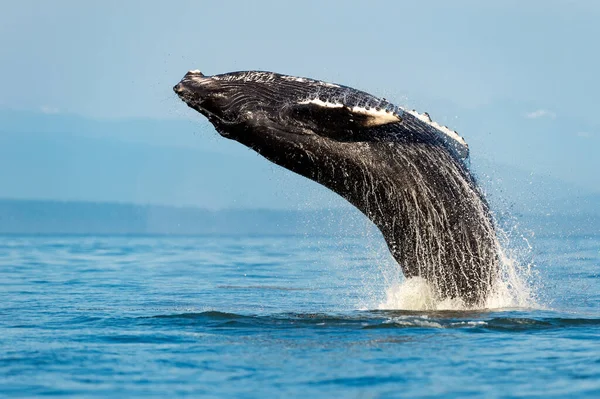 Humpback Whale Breach Megaptera Novaeangliae Strait Georgia Vancouver Island Canada — Stock Photo, Image