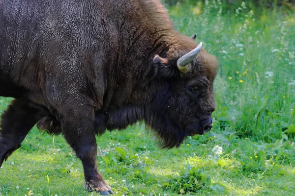 Gros Plan Bison Des Bois Dans Forêt — Photo